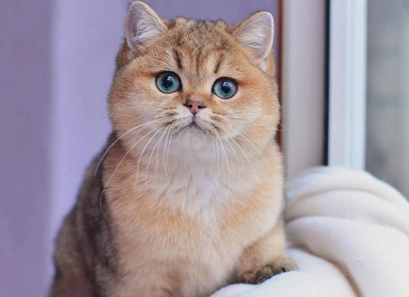Кошка породы шиншилла (55 фото): описание шиншилловых котов, особенности характера. котята белого и голубого, серого и другого окраса