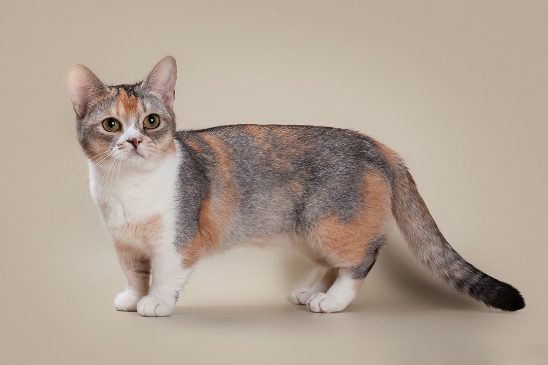 Манчкин: очаровательная кошка-такса