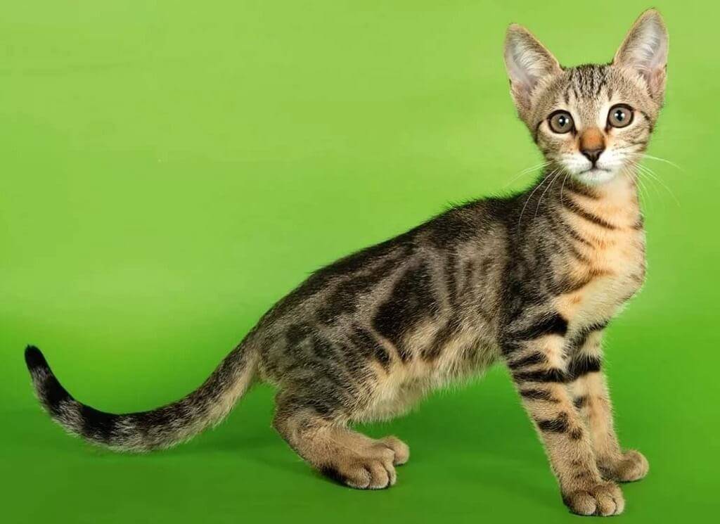Сококе кошка. описание, особенности, уход и цена кошки сококе | животный мир