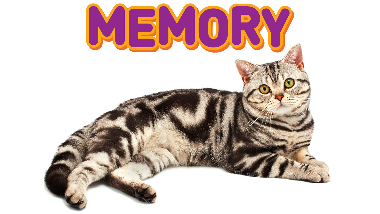 Какая память у кошек, сколько дней она длится, помнят ли коты людей?