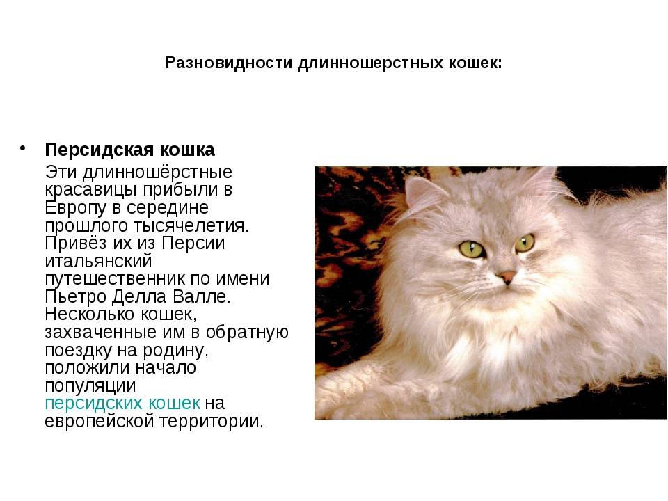 Персидская кошка. характер и все о породе от эксперта по кошкам