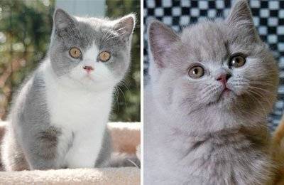 Отличие кота от кошки, как определить пол котёнка и как их отличать