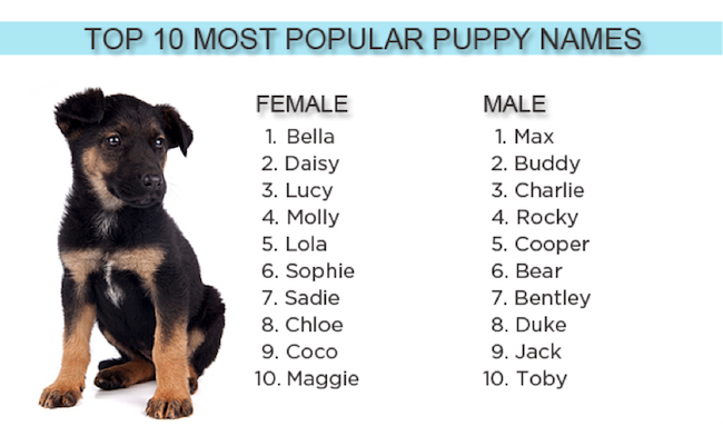 Самые популярные клички для собак девочек и мальчиков, красивые, лучшие и другие имена