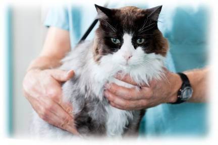 Ринотрахеит у кошек. диагностика и лечение