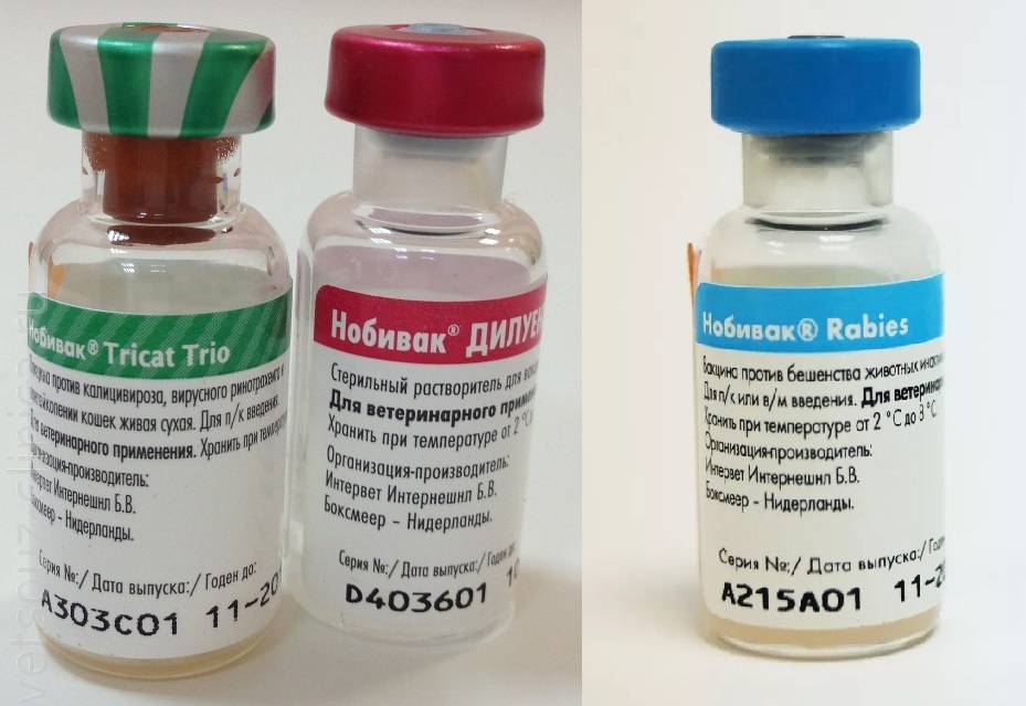 Прививка от бешенства кошке по доступным ценам в москве | вакцинация кошек от ветклиники «ветпост»