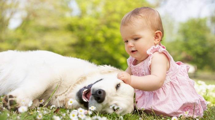Хочется собаку, но ребенку два года, стоит ли? - запись пользователя маришка (krilova83) в сообществе домашние животные в категории дети и животные - babyblog.ru