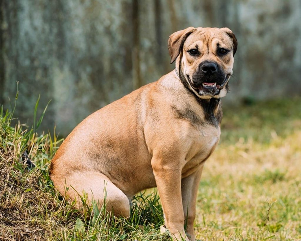 Ка де бо ( кадебо ) характеристика породы - собака мальоркский бульдог
