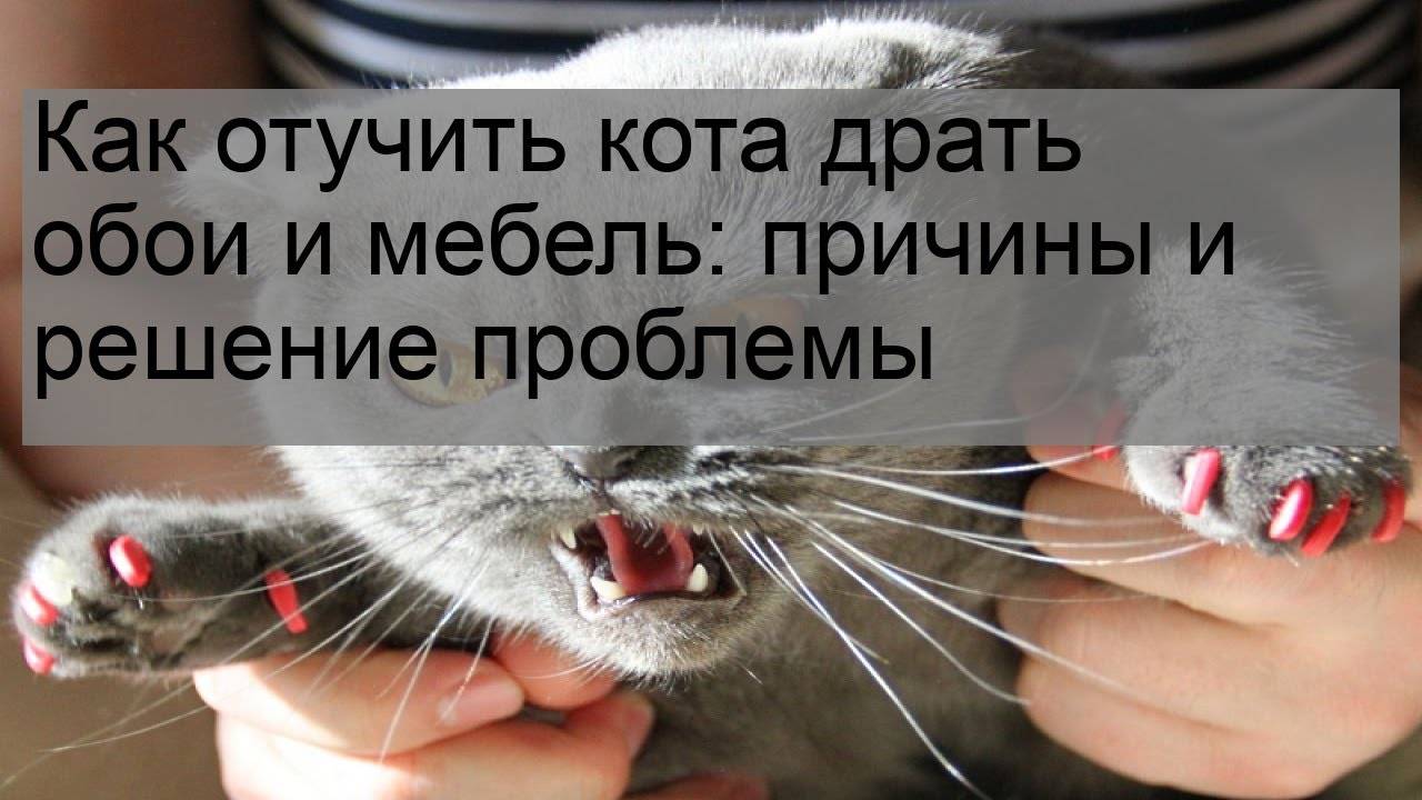 Как отучить кота драть обои, обдирать углы - zoosecrets
