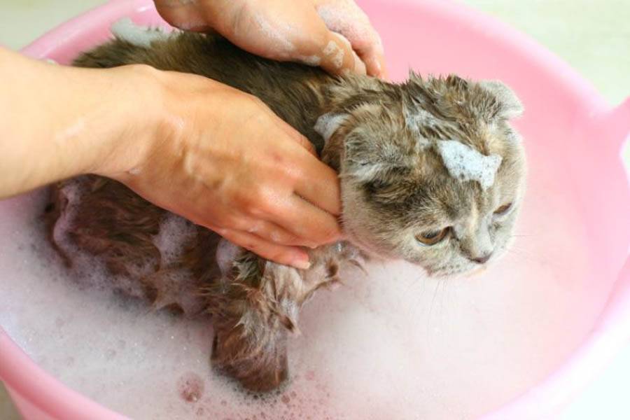 Как помыть маленького котёнка первый раз: когда начинать, как правильно купать