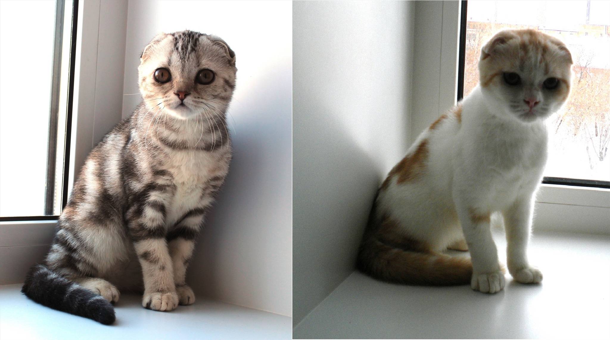 Разведение вислоухих кошек