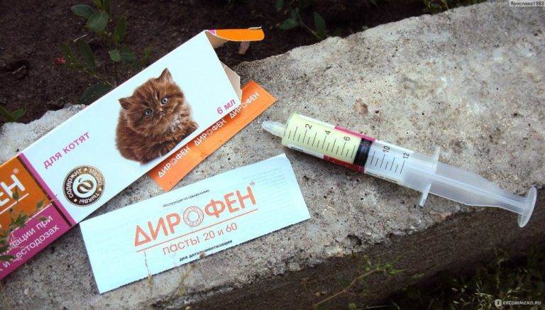 Обзор лучших препаратов от глистов для кошек