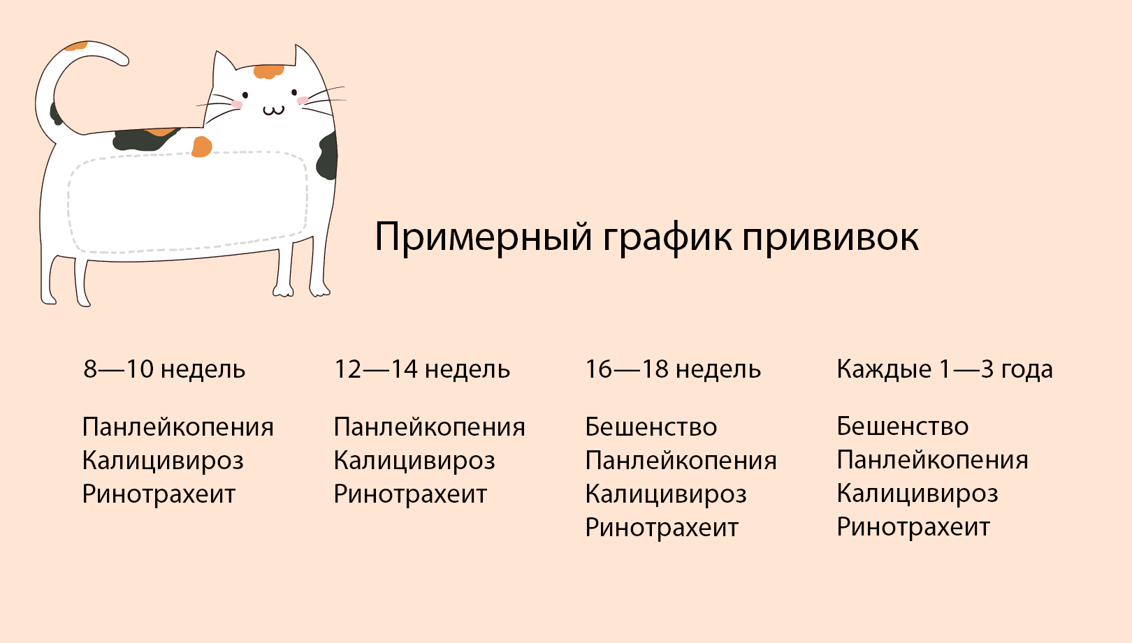 Прививки для кошек — сроки и основные правила вакцинации