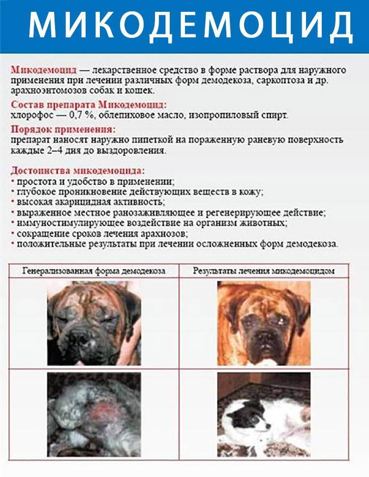 Как проявляется и чем лечится аллергия у собак и щенков