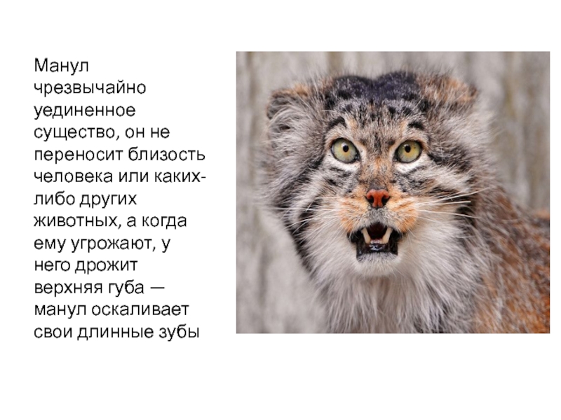 Вся правда о таинственном мануле — domovod.guru