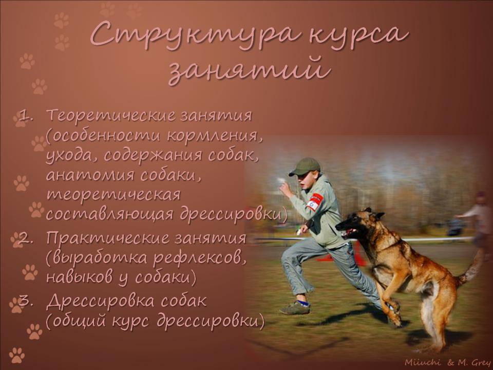 Дрессировка щенка – правила воспитания, советы и рекомендации