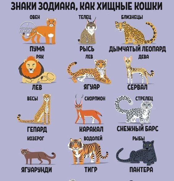 Коты не чувствуют сладкого