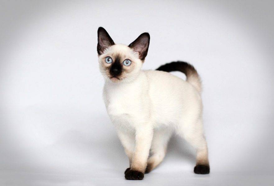 Сиамская кошка: описание породы и характеристика