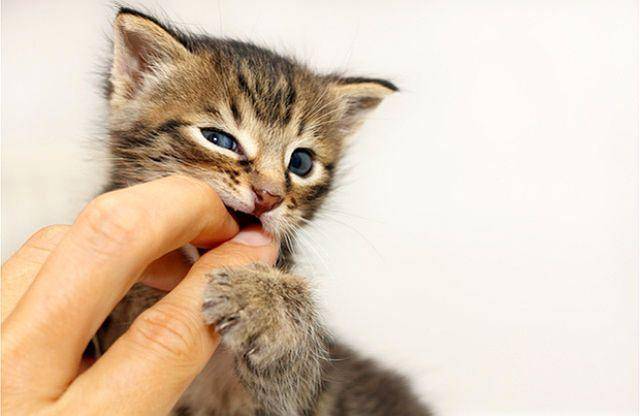 Как отучить котенка кусаться и царапаться: разбираемся в кошачьей психологии