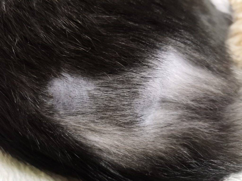 У кошки выпадает шерсть клоками на спине, шее, холке - что делать в домашних условиях