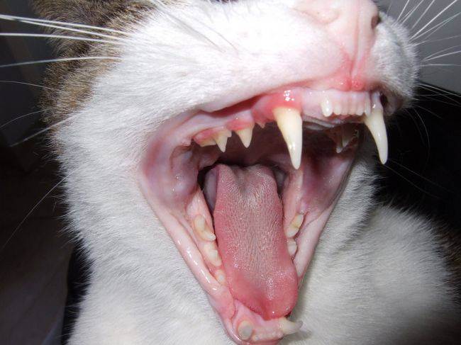 Запах изо рта у кошки: причины, профилактика, лечение | 
ветеринарная служба владимирской области