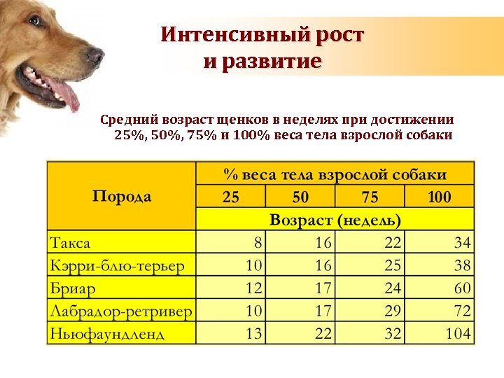 Продолжительность жизни собак