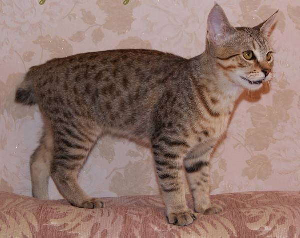 ᐉ 6 пород домашних кошек, похожих на рысь: фото и описание - kcc-zoo.ru