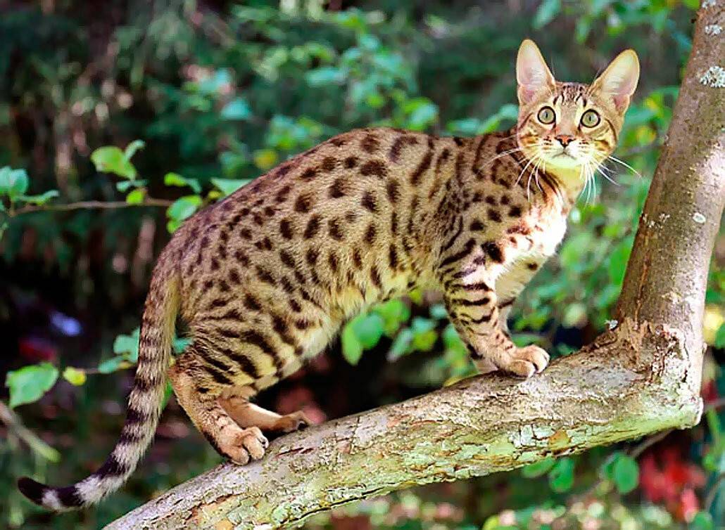 Порода больших кошек: гигантские домашние любимцы - kot-pes