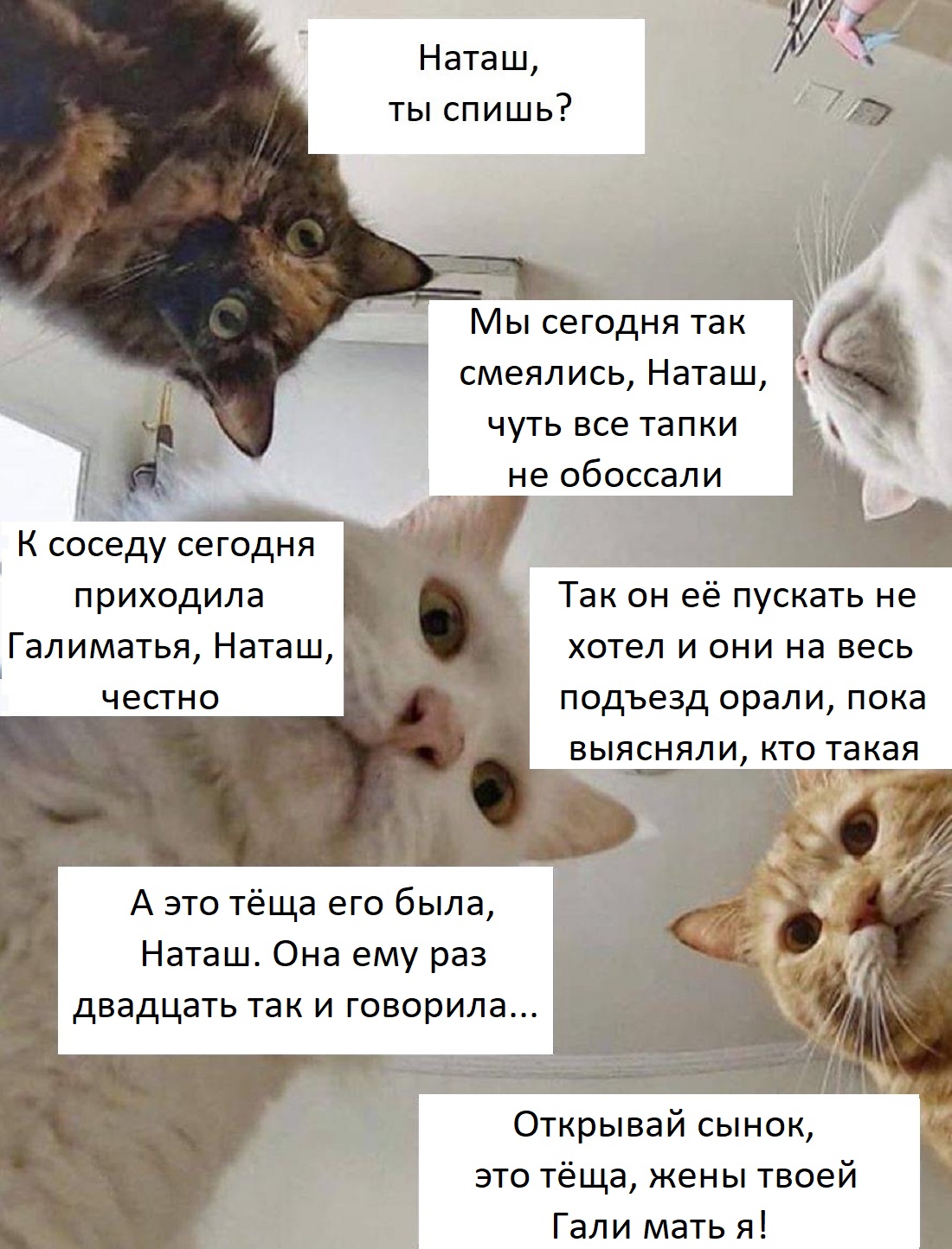 котенок иногда ходит на кровать