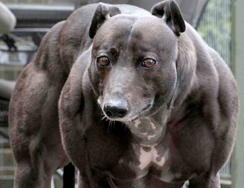 Очень сильная собака. Собака миостатин Стаффорд. Накаченная собака. Большая мускулистая собака.