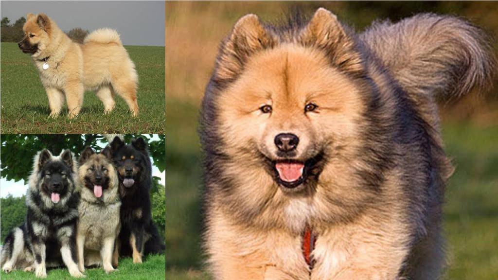 Евразиеры: описание породы собак, темперамент и основы ухода