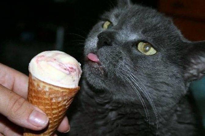 Можно ли давать кошкам сладкое – шоколад или мороженое, а если нельзя, то почему?