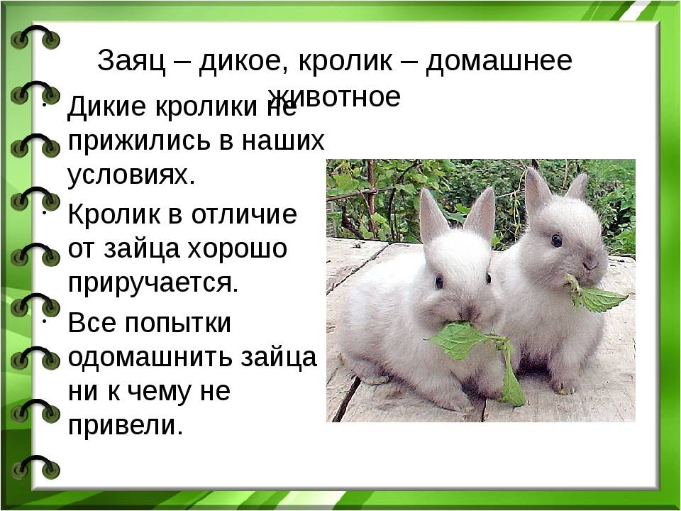Факты о кроликах. кролики — интересные факты | интересные факты