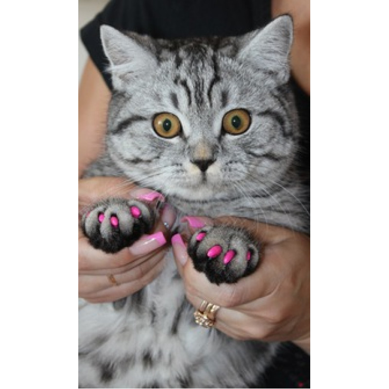 Кошачьи антицарапки, их особенности, правила применения | блог ветклиники "беланта"
