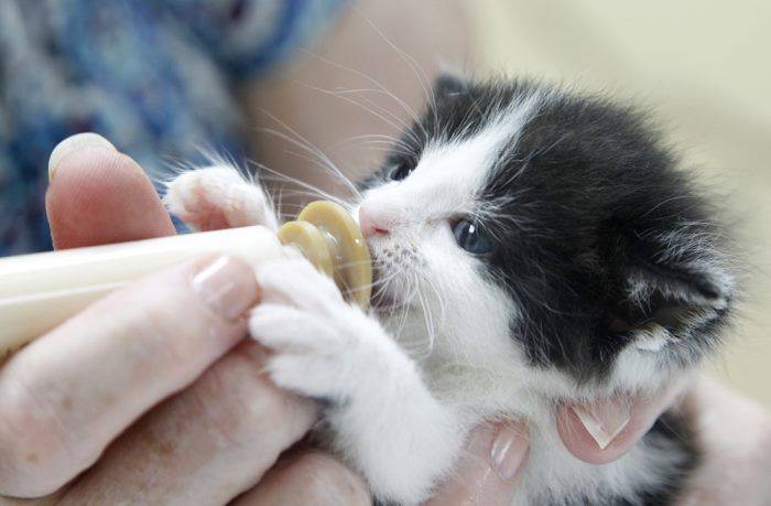 Кошка не ест после родов: 10 основных причин голодной диеты