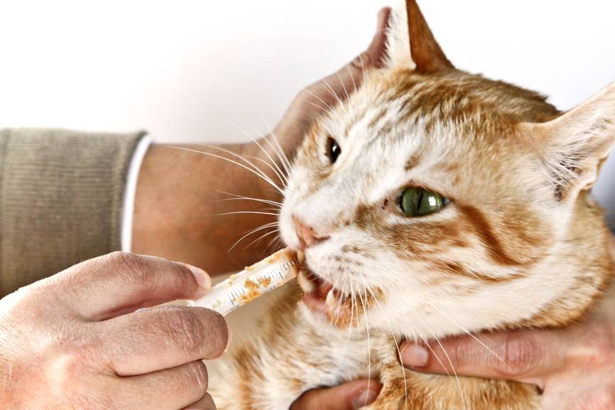 13 симптомов инсульта у кошек – лечение и профилактика