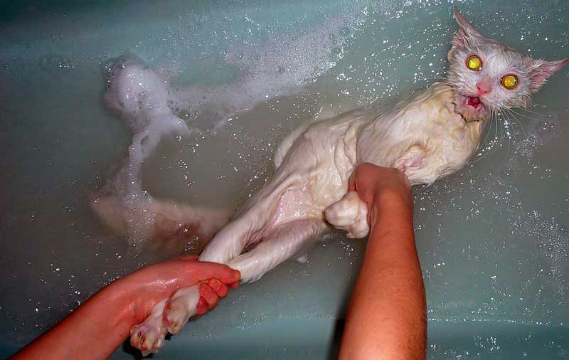 Как правильно помыть кошку в домашних условиях, если она боится воды и царапается