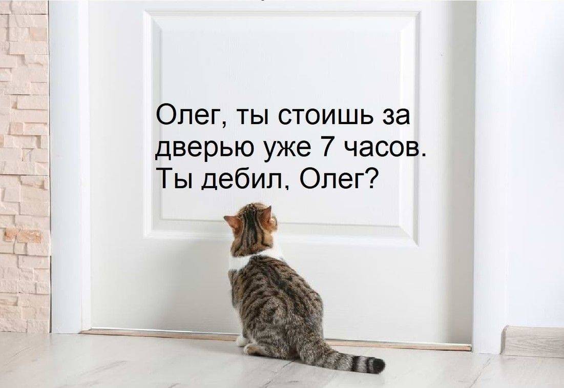 Любят ли кошки своих хозяев? как понять, что кот любит?