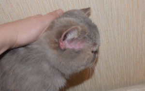 Коричневая грязь в ушах кота: как от нее избавиться? в ушах у кота черный налет: причины и лечение.