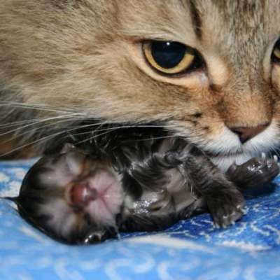 Можно ли мыть кошку после родов