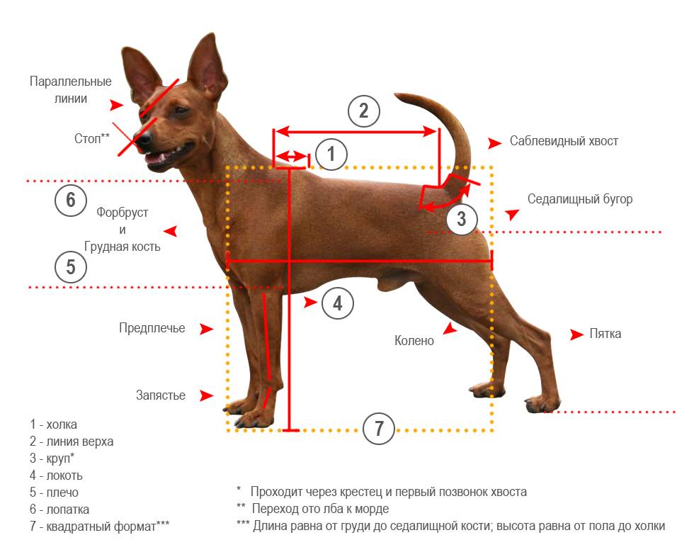 Сеттер гордон собака. описание, особенности, уход и цена породы