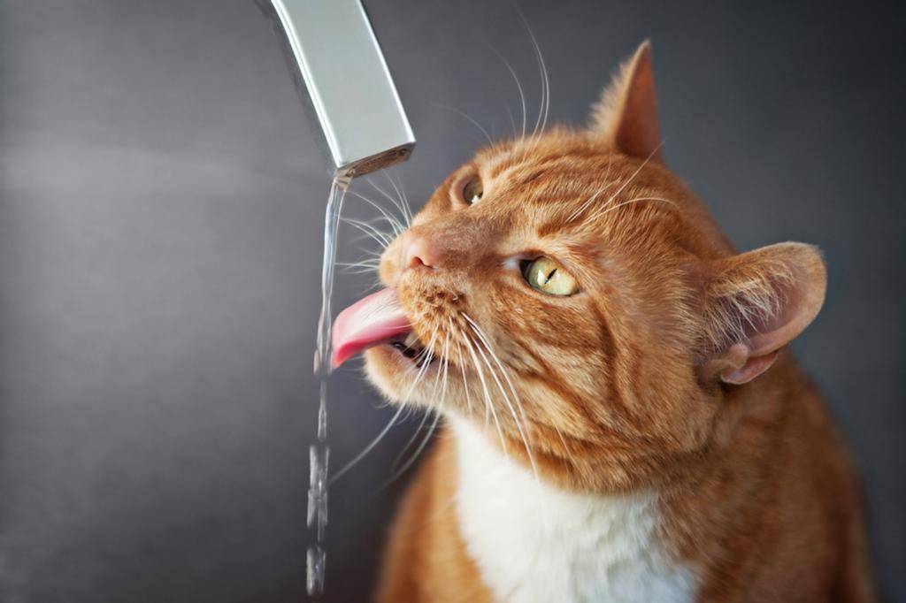 Как приучить кошку пить воду?