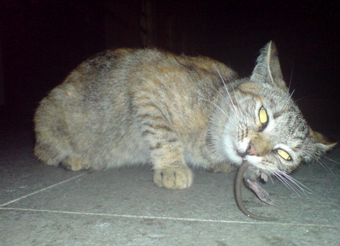 Кошки и коты каких пород лучше ловят мышей и крыс