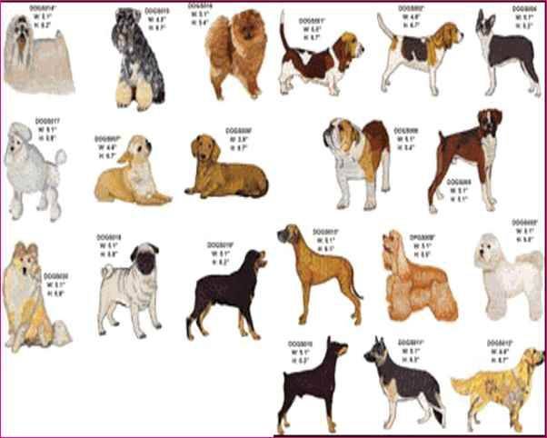 Порода на букву т. Название собак. Породы собак и их названия. Средняя порода собак. Средние собаки название.