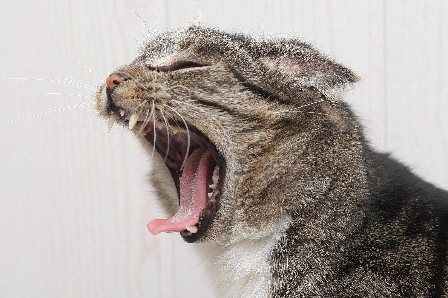 Орущий кот: особенности поведения или признак болезни?
