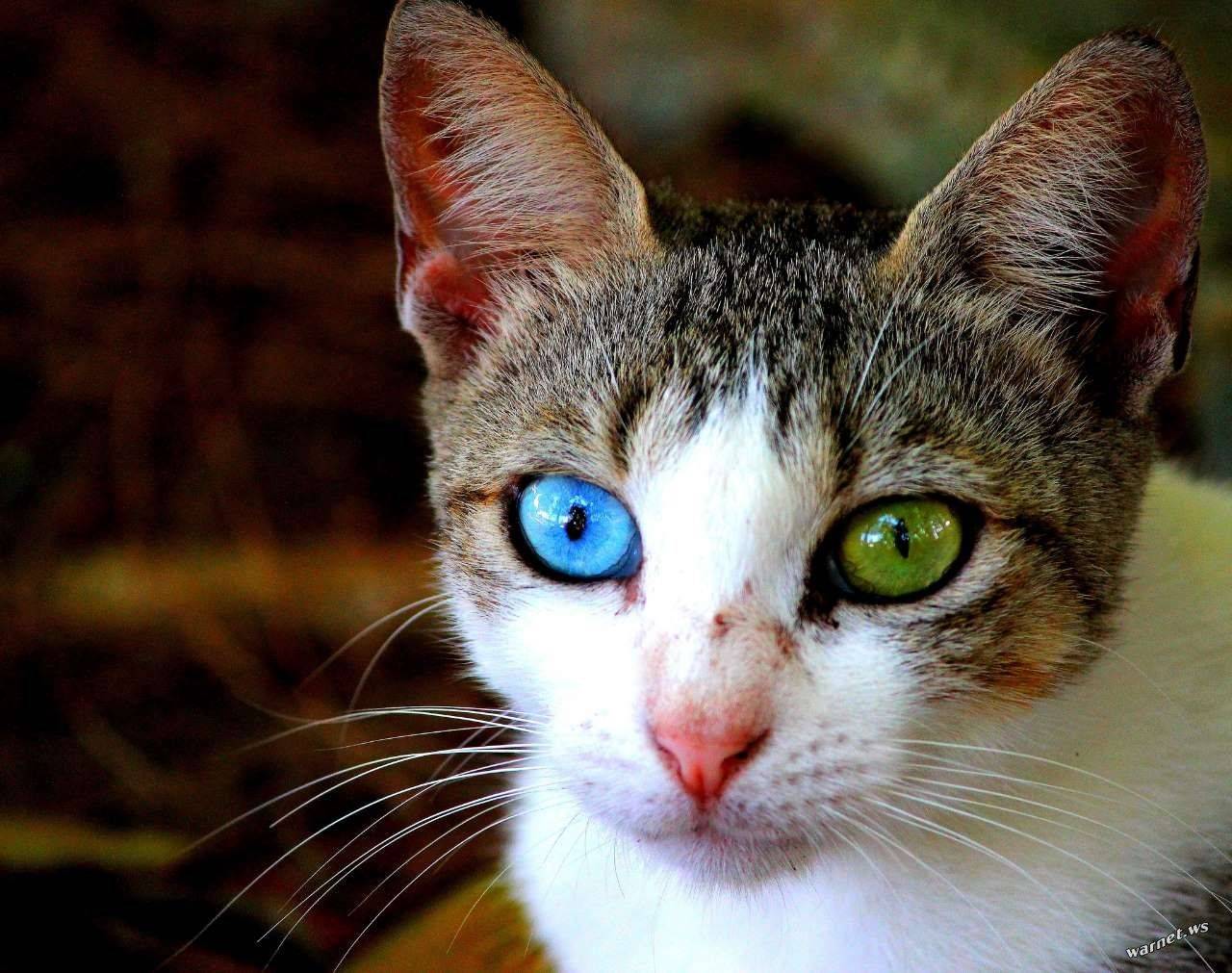 Какого цвета глаза бывают у кошек: самый редкий оттенок, породы котов с желтыми, зелеными и карими глазками