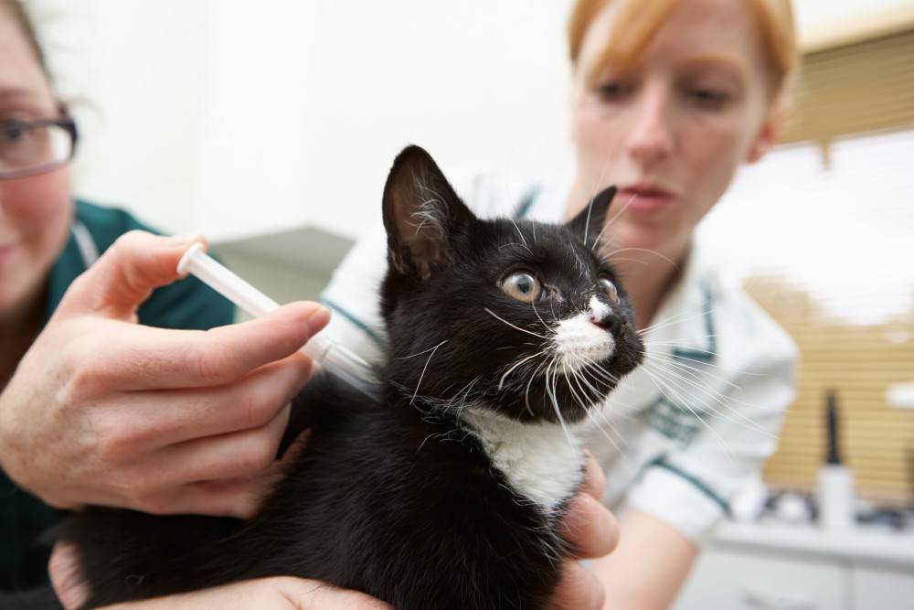 Прививка для кошек от токсоплазмоза