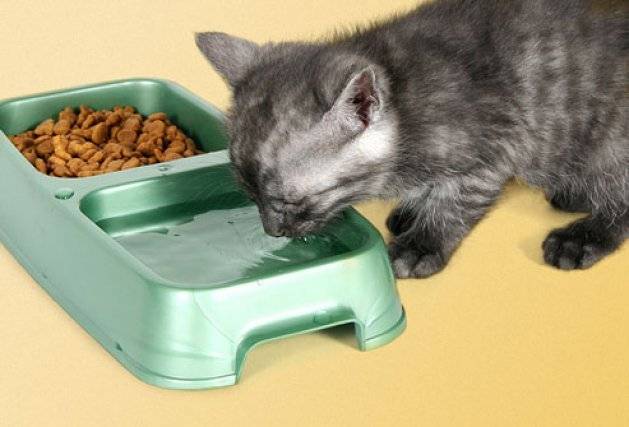 Прикорм котят: правила питания, запрещенные продукты