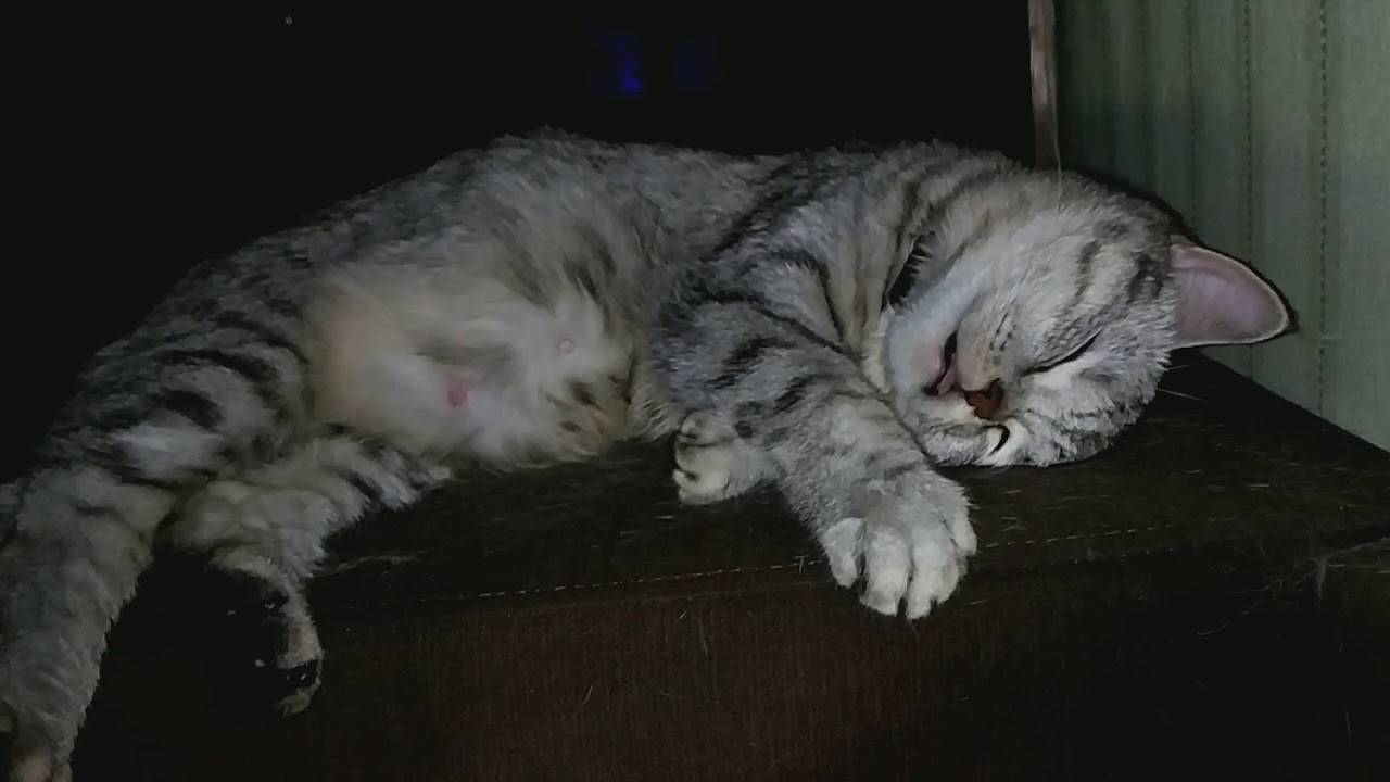 Беременность шотландской вислоухой кошки