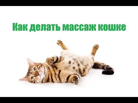 Бронхит  у детей - опасность, симптомы, причины, лечение | детская пульмонология см-клиники в спб