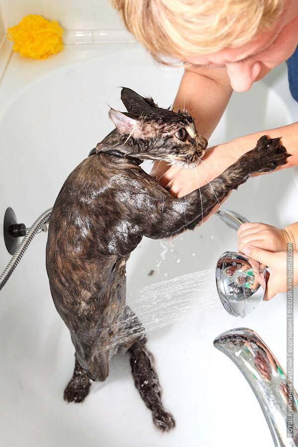 Можно ли купать кошек и как часто - как правильно купать кошку, если она боится воды, можно ли пользоваться обычным шампунем - лапы и хвост